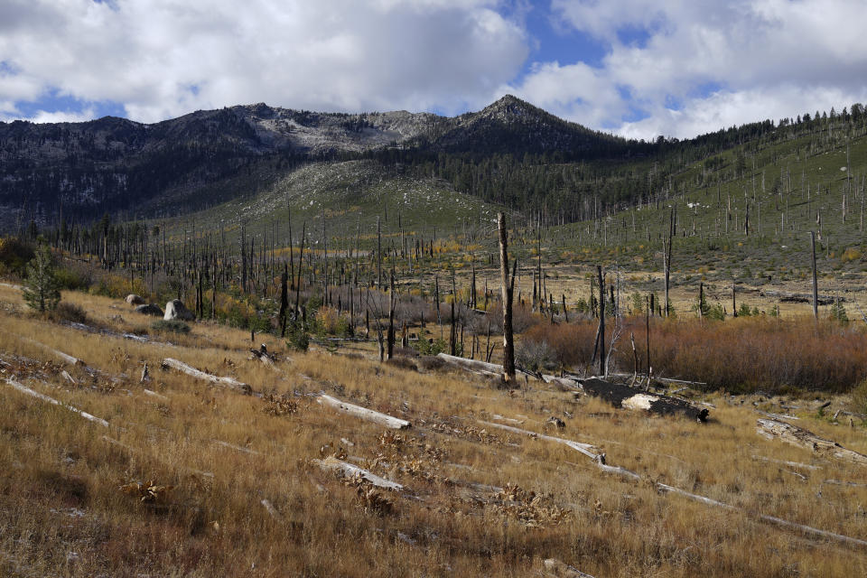 Grasses, brush and some small trees are seen on Oct. 23, 2022, growing among the deadfall left behind after the 2007 Angora Fire tore through forest near Lake Tahoe, Calif. The Caldor Fire burned near the same area in 2021. Scientists say forest is disappearing as increasingly intense fires alter landscapes around the planet, threatening wildlife, jeopardizing efforts to capture climate-warming carbon and harming water supplies. (AP Photo/Brian Melley)