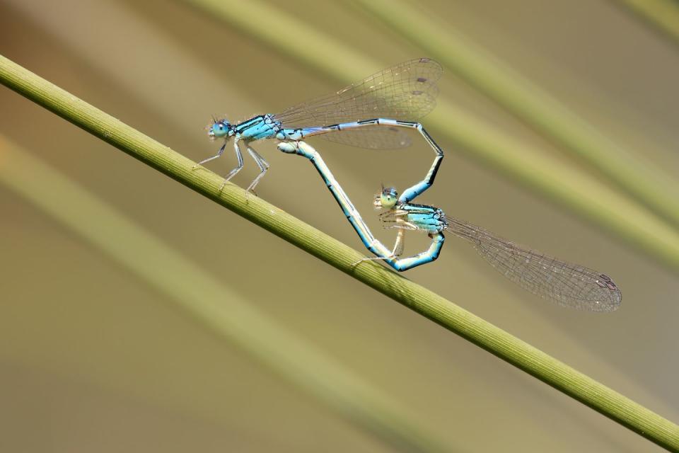 Dragonflies