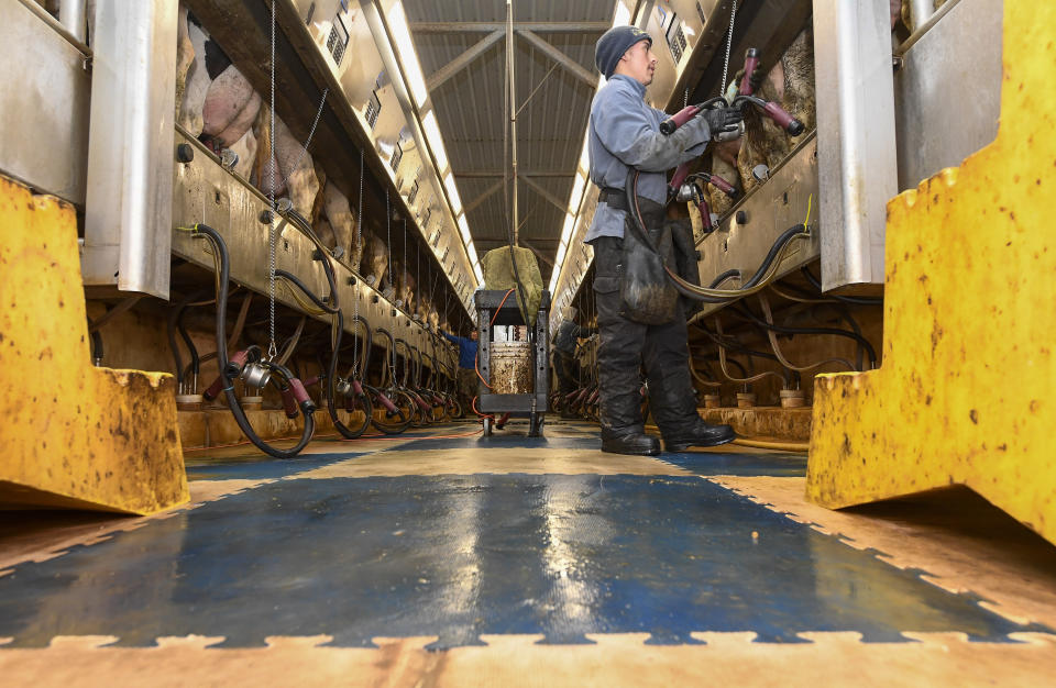 Farm workers milk dairy cows in the milking parlor at the Welcome Stock Farms Tuesday, Jan. 25, 2022, in Schuylerville, N.Y. Some workers and their advocates say the change would bring long-delayed justice to agricultural workers in New York. But the prospect is alarming farmers. (AP Photo/Hans Pennink)