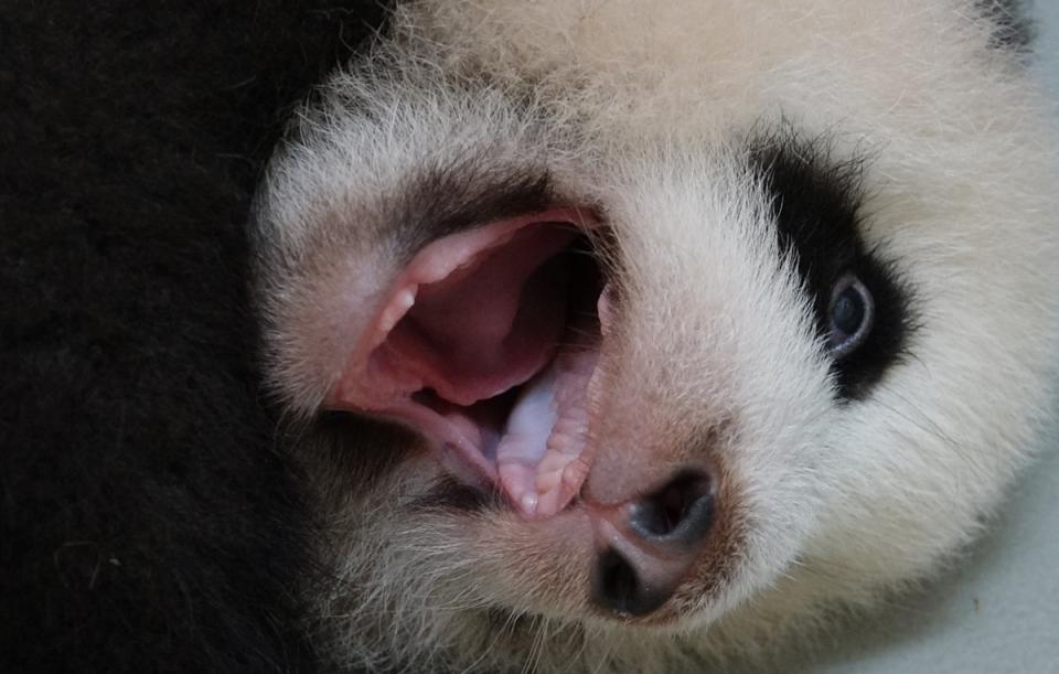  台北市立動物園22日驚喜發現，大貓熊寶寶「圓寶」下排牙齦有微微突起，終於長出2顆牙齒。（台北市立動物園提供）