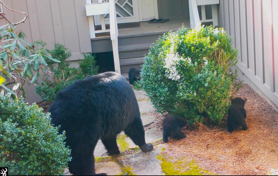 Black bear sighting in west NC