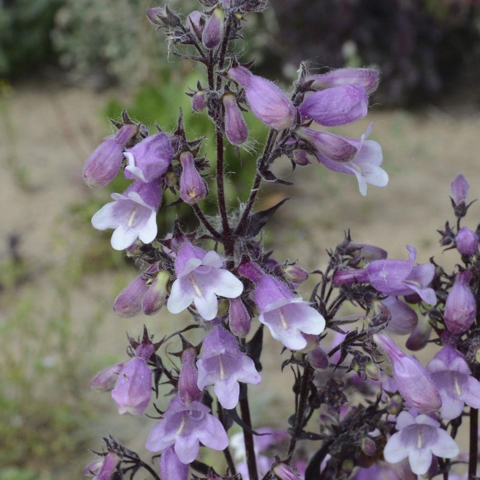 The burgundy leaves provide a contrast to the flowers of the Midnight Masquerade penstemon.