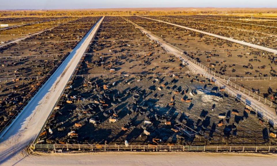 Cows at a cattle feedlot in Kersey, Colorado, with a capacity of 98,000 cattle.