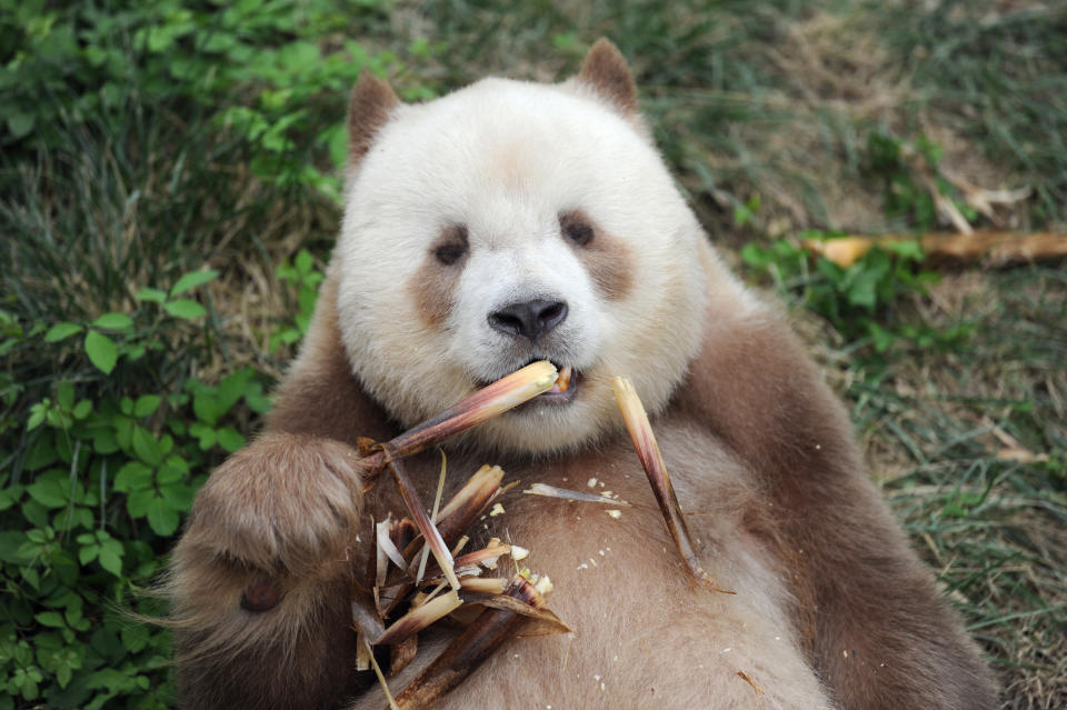 <p>Auch dieser Panda scheint sich gerade recht unbeobachtet zu fühlen, während er genüsslich seinen Bambus mampft. Der braun-weiße Riesenpanda gehört zur Gattung der Qinling Pandas, benannt nach dem abgelegenen Qin-Ling-Gebirgszug, in dem sie entdeckt wurden. (Bild: Xinhua/ddp/Sipa USA) </p>