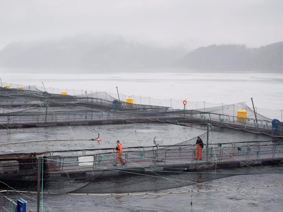 The federal government will not renew licences for 15 open-net Atlantic salmon farms around British Columbia's Discovery Islands, Fisheries Minister Joyce Murray said. (Jonathan Hayward/Canadian Press - image credit)