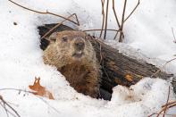 <p>Animals <a href="https://www.accuweather.com/en/weather-news/groundhog-days-history-how-punxsutawney-phil-became-an-international-weather-predicting-celebrity/70004010" rel="nofollow noopener" target="_blank" data-ylk="slk:predicting the weather;elm:context_link;itc:0;sec:content-canvas" class="link ">predicting the weather</a> was adapted from German culture when settlers arrived in the U.S. and chose Pennsylvania as their home. The old Candlemas Day tradition in Germany involved members of the clergy distributing blessed candles which were used to determine how long the winter weather would last. Animals were also observed to see how long their hibernation periods lasted. Germans closely tracked badgers and found groundhogs to be the next best thing. </p>
