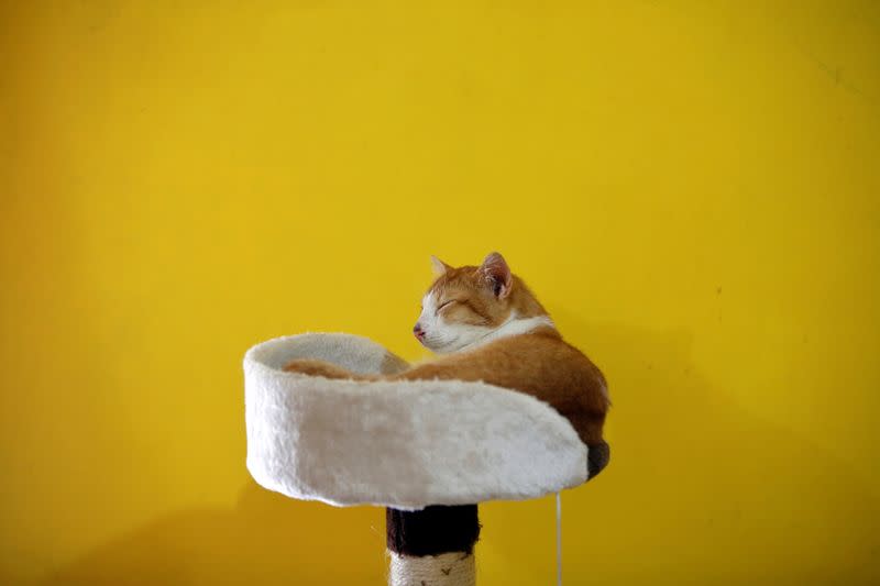 A cat lays on a cat scratcher at a cat shelter called "Rumah Kucing Parung" in Bogor