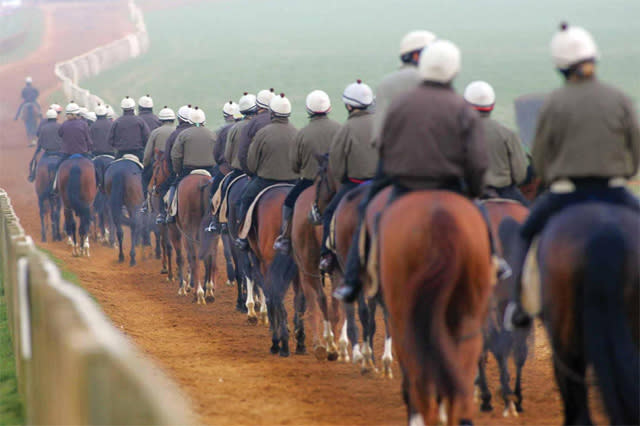 Newmarket racing horses