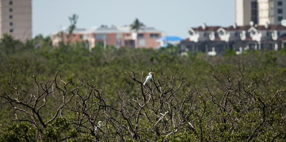 A great egret perches in hurricane ravaged mangroves between Fort Myers Beach and Bonita Beach on Tuesday, July 11, 2023. Parts of Southwest Florida and South Florida are under a heat advisory through the next couple of days. 