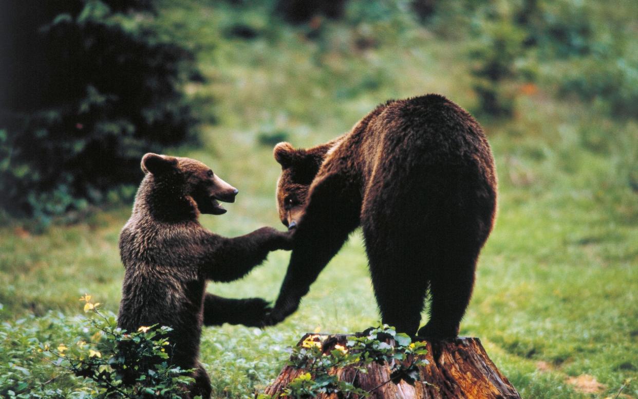 There are believed to be less than 50 Marsican bears living in the wild and they are found only in the Apennines of central Italy - De Agostini Editorial