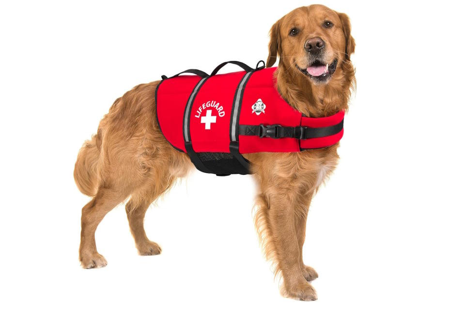 The Best Dog Life Jackets of 2024