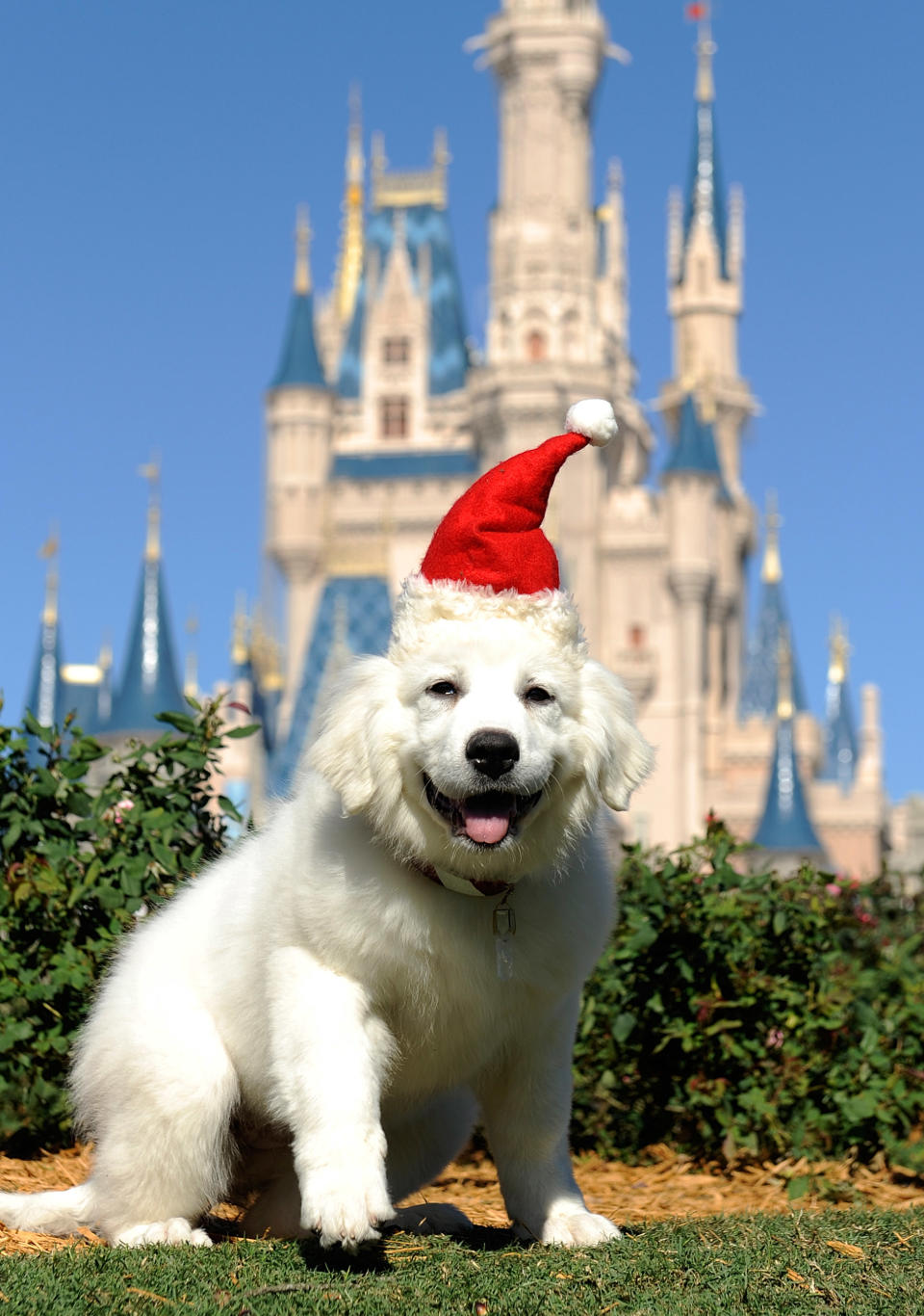 LAKE BUENA VISTA, FLA - DECEMBER 02:  The canine star of the new Disney holiday movie "The Search for Santa Paws"  poses during a taping of the "Disney Parks Christmas Day Parade" on December 2, 2010 at the Magic Kingdom in Lake Buena Vista, Florida.  The annual holiday telecast airs December 25, 2010 on ABC. (Photo by Mark Ashman/Disney via Getty Images)