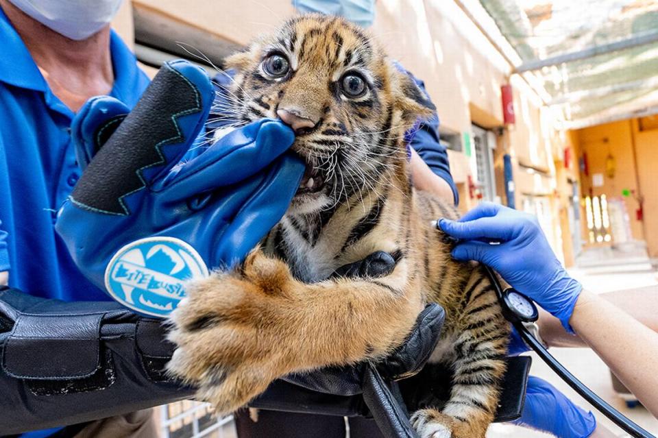 Zoo Miami’s newborn cub gets its first neonatal exam on Nov. 7, 2023, eight weeks after she was born. “Let’s just say that, like most babies, she was not happy about her first trip to the doctor,” said zoo spokesman Ron Magill.