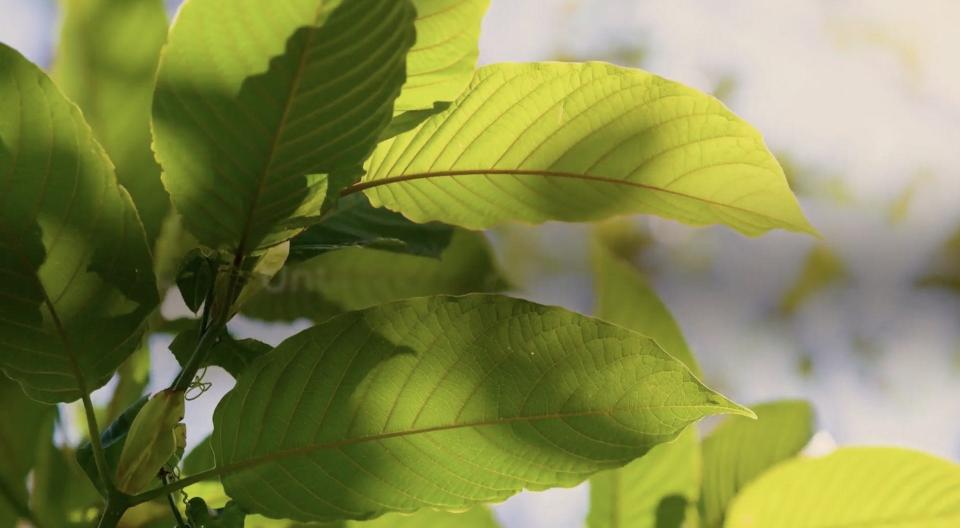 Leaves of the kratom tree, which is native to southeast Asia.