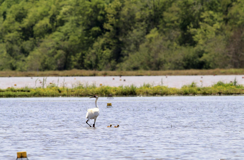 In this undated photo provided by the Louisiana Department of Wildlife and Fisheries a whooping crane identified as L7-11 stands near her chicks in Louisiana. L7-11, one of Louisiana’s oldest whooping cranes hatched her first chicks this year, and 24 mating pairs nearly doubled the previous state record for the world's rarest cranes. But state biologists say that while 14 hatchlings pecked their way out of eggs this year in Louisiana, only four of them are still alive. (Louisiana Department of Wildlife and Fisheries via AP)