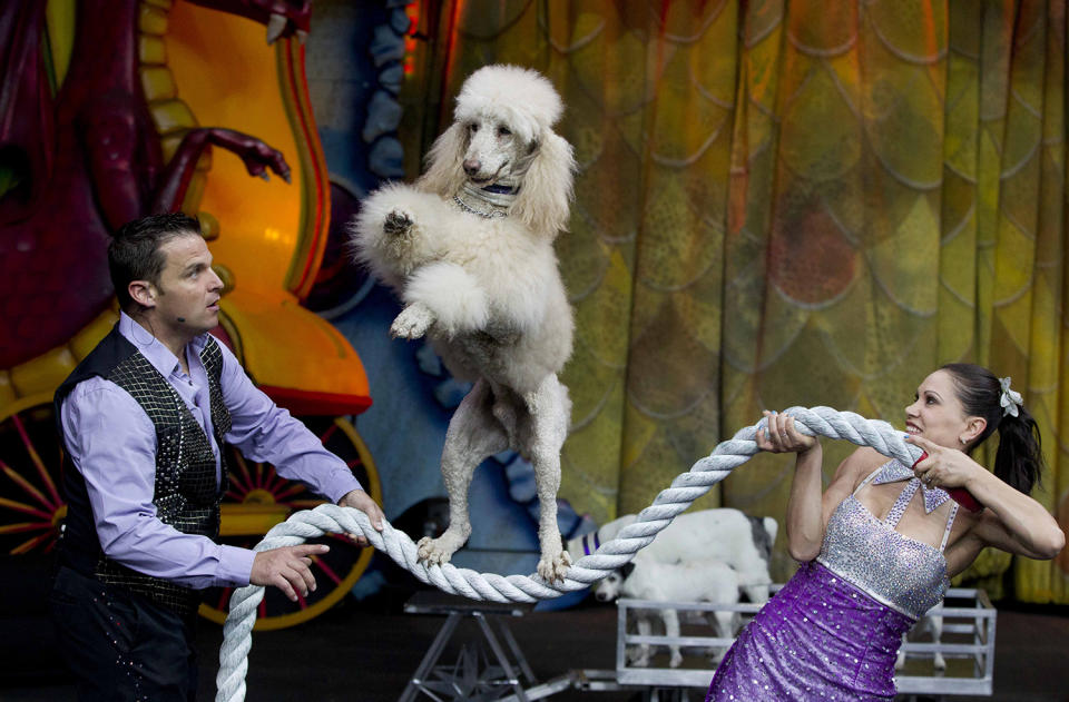 <p>Circus performer Hans Klose, left, and his wife, Russian performer Maria Klose hold the rope for their dog to balance on as they train for thee show “Dragons” by the Ringling Bros. and Barnum & Bailey Circus in Mexico City. May 28, 2013. (AP Photo/Eduardo Verdugo) </p>
