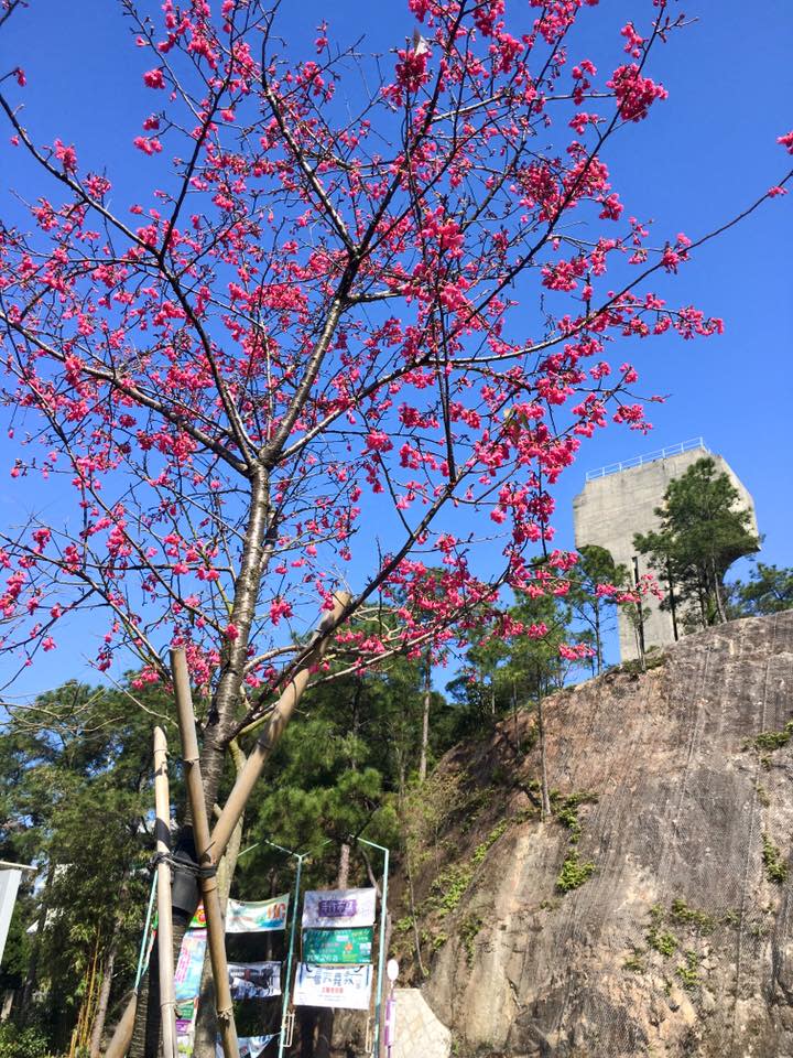 香港櫻花2024｜櫻花預賞期2024 即睇香港櫻花品種、10大賞櫻地點 最早開花地方係⋯？