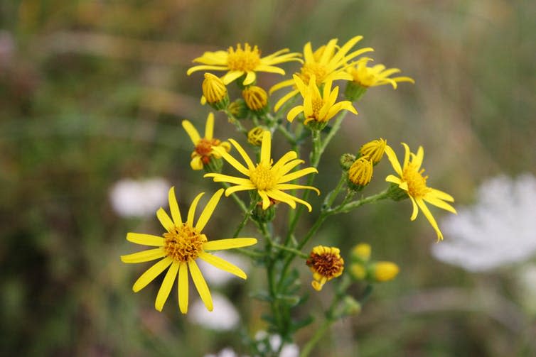 <span class="caption">The lurid yellow flowers of ragwort appear in autumn, but are likely to survive into new year during mild winters.</span> <span class="attribution"><a class="link " href="https://www.shutterstock.com/image-photo/ragwort-common-stinking-willie-tansy-benweed-1468734095" rel="nofollow noopener" target="_blank" data-ylk="slk:Natalka De/Shutterstock;elm:context_link;itc:0;sec:content-canvas">Natalka De/Shutterstock</a></span>