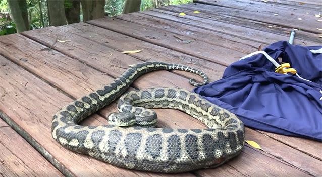 The belly ache turned the otherwise calm snake into a seething serpent. Source: Facebook/Sunshine Coast Snake Catchers 24/7