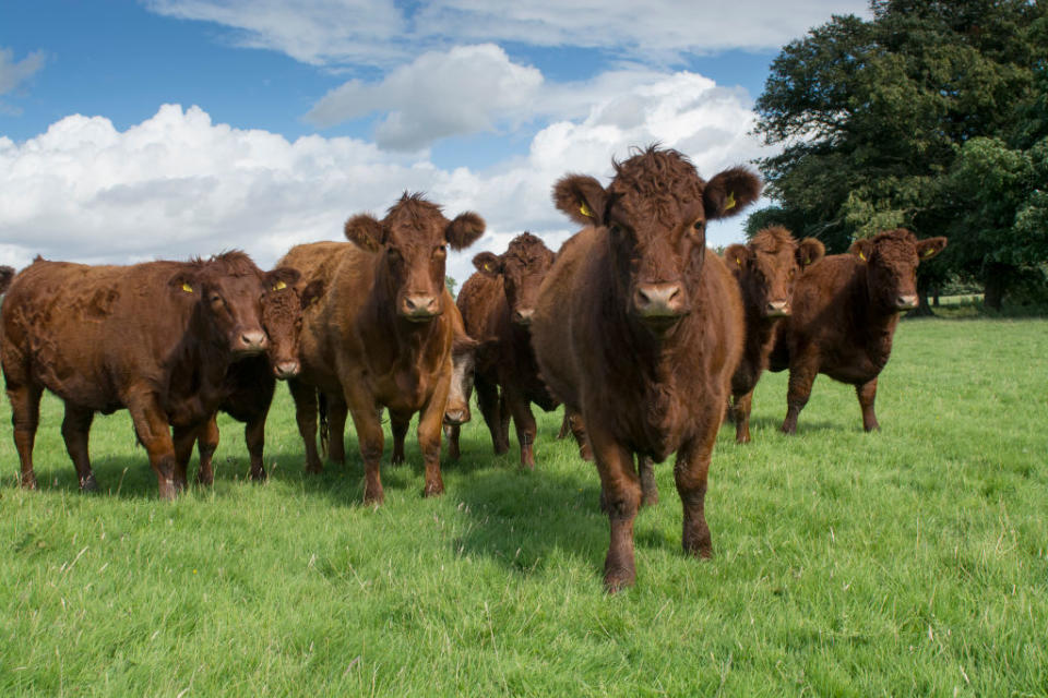 Livestock farming is estimated to contribute 15% of greenhouse gas emissions (Wayne Hutchinson/Farm Images/UIG via Getty Images)