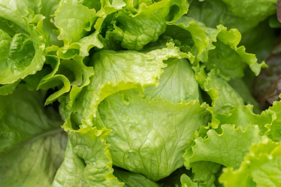 crispino iceberg lettuce