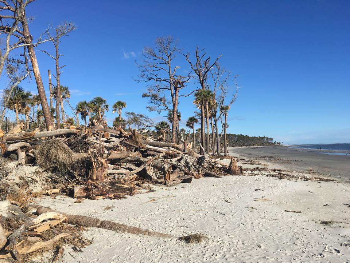 Fallen trees that made up a picturesque “boneyard” along the beach on Hunting Island State Park are piled up along the forest edge after the Marine Corps used heavy equipment to remove the trees in October. Environmental groups are exploring whether the work violated an agreement with the state related to beach restoration plans.