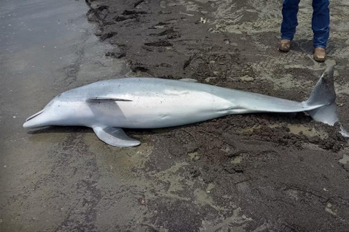 A dolphin was found with multiple gunshot wounds on West Mae’s Beach in Louisiana on 13 March 2024 (Audubon Aquarium Rescue/NOAA)