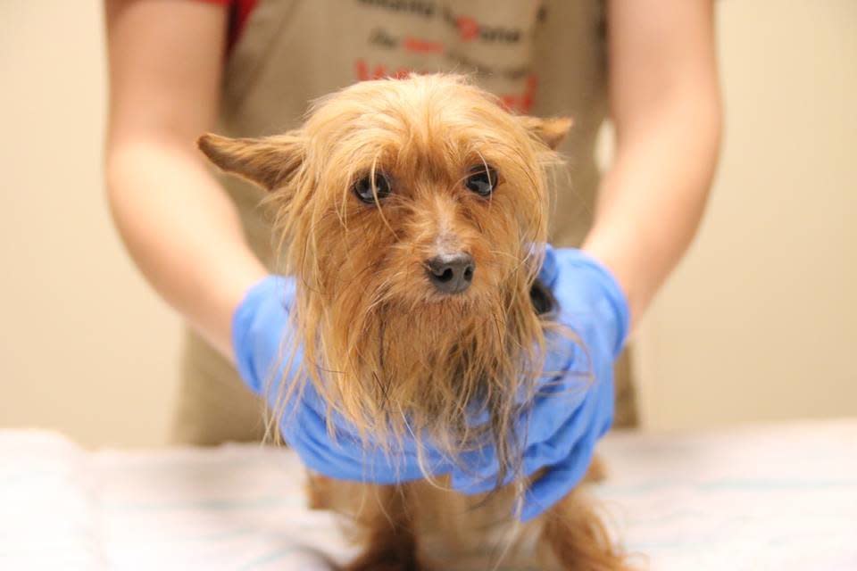 A dog rescued from the property receiving a bath. (Photo: Atlanta Humane Society)