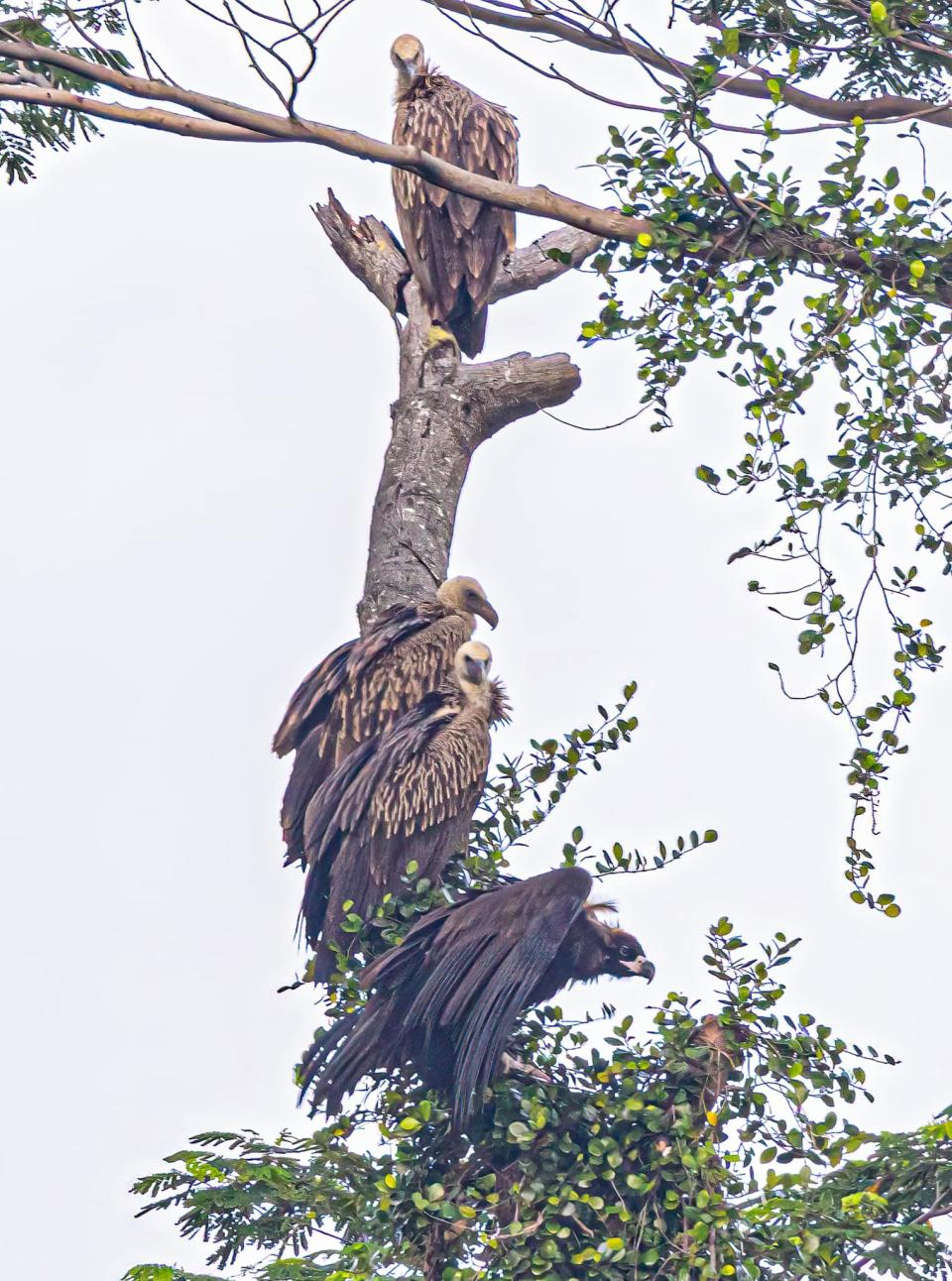Himalayan vultures and solitary monk vulture (bottom) in the Singapore Botanic Gardens, December 30, 2021 (Photo: Shiu Ling / Facebook)