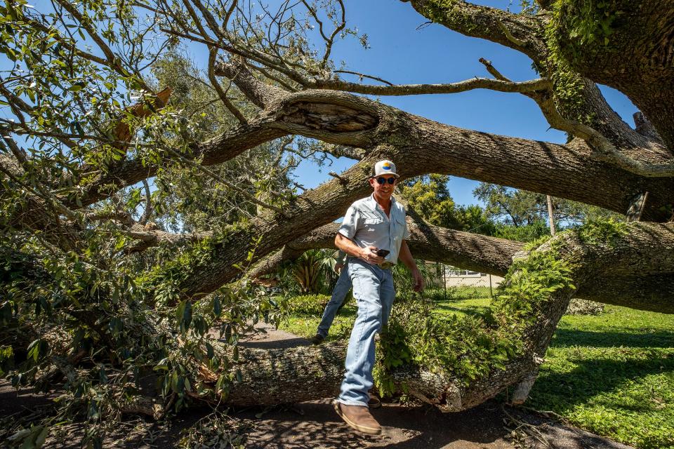 Bill Snively with Ridge Baptist Association Southern Baptist Convention Disaster Relief Florida walks through an oak knocked over by Hurricane Ian on Avenue Q SE In Winter Haven  Fl. Friday September 30,2022Ernst Peters/.The Ledger