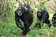 DisneyNature's "Chimpanzee" - 2012