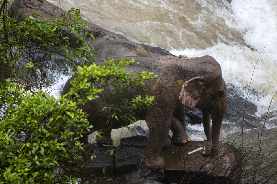 Elephants are stuck Oct. 5 on a small cliff at a waterfall at Khao Yai National Park in central Thailand.