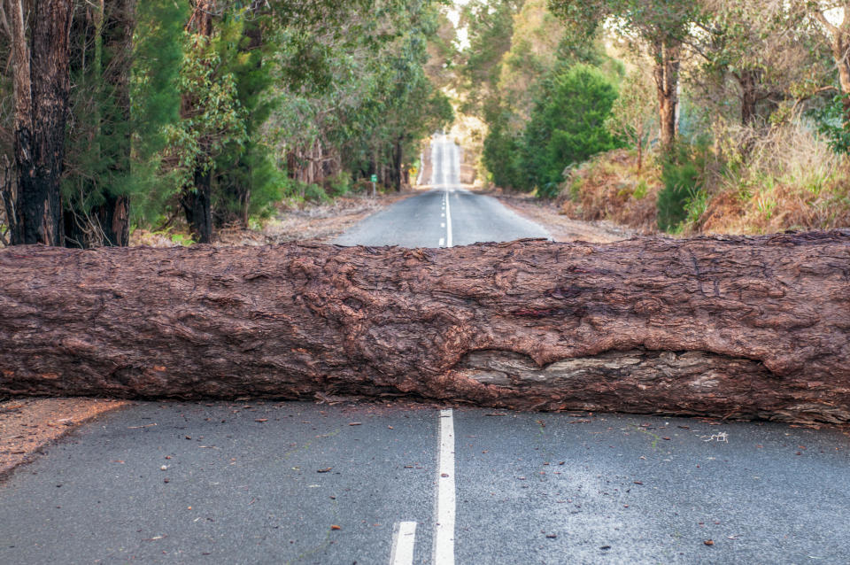 tree in the middle of the road