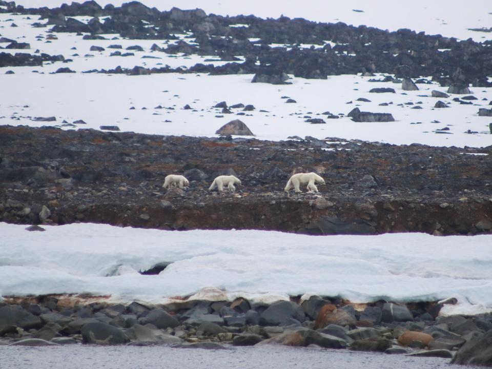 Polar bears in Longyearbyen