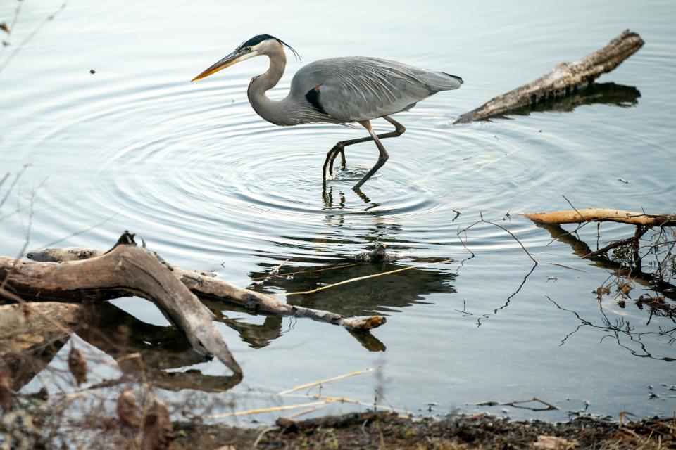 A great blue heron walks through the water at Radnor Lake State Park in Nashville, Tenn., Tuesday, Dec. 20, 2022.