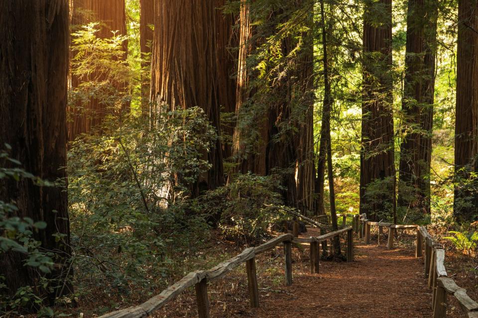 Northern California Redwood Forest Scenic Trail Path