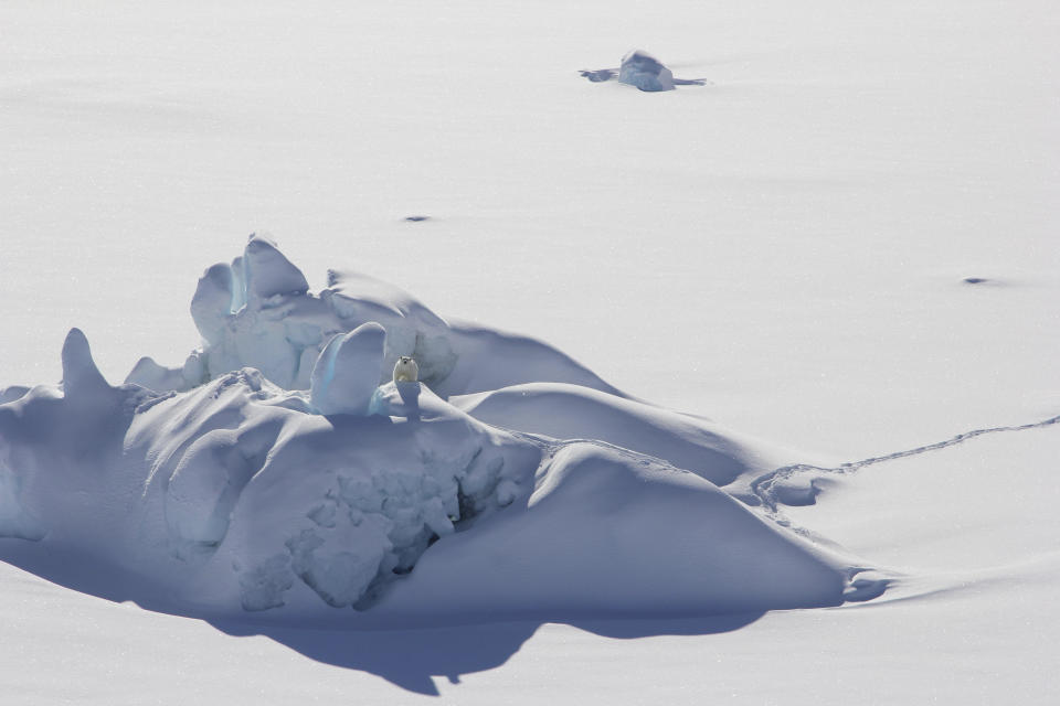 In this March 2016 photo provided by Kristin Laidre, a polar bear is perched on a thick chunk of sea ice north of Greenland. These thicker, older pieces of sea ice don't fully protect the larger region from losing its summer ice cover. (Kristin Laidre/University of Washington via AP)