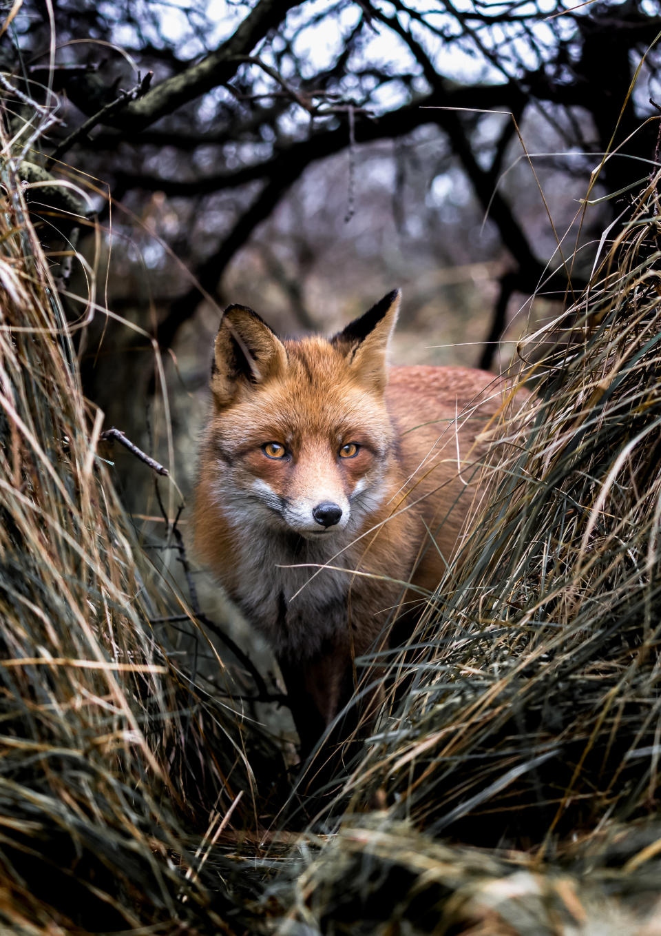 Through the woods