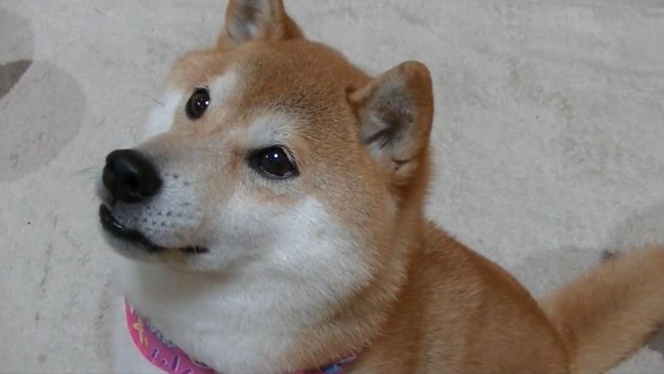 Kabuso the doge meme dog has passed away (1)