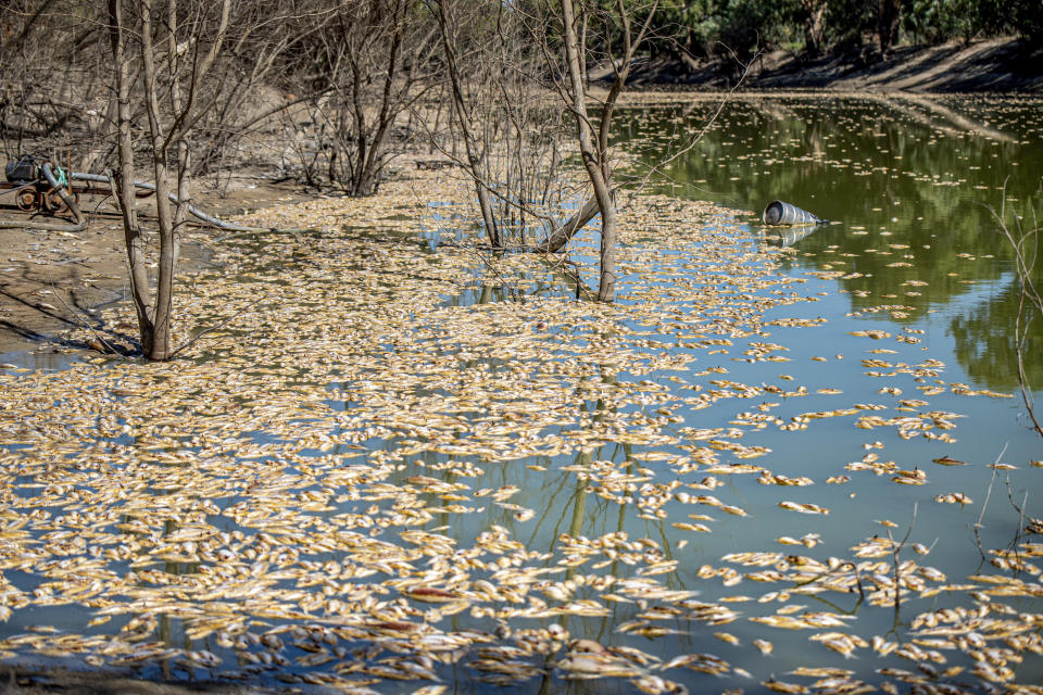 Thousands of dead fish that have washed along the Darling River at the Menindee lakes, in outback New South Wales, Australia, Sunday, March 19, 2023. The Department of Primary Industries in New South Wales state said the fish deaths coincided with a heat wave that put stress on a system that has experienced extreme conditions from wide-scale flooding. (Samara Anderson/AAP Image via AP)