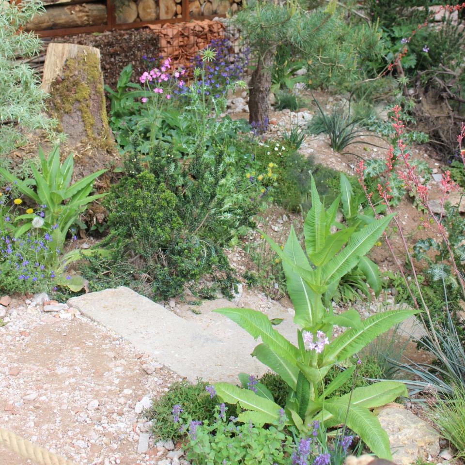 Dandelions planted at RHS Chelsea Flower Show