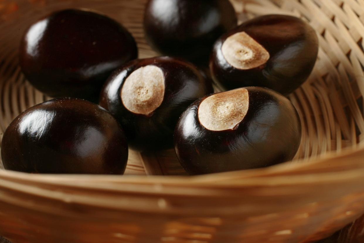 The distinctive "eye" marks out the nuts from an Ohio buckeye tree.