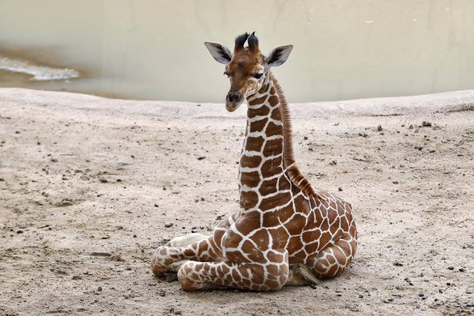 FILE - Three-week-old giraffe Kendi sits in the giraffe exhibit at the Dallas Zoo in Dallas, Tuesday, May 26, 2020. On Friday, Nov. 12, The Associated Press reported on stories circulating online incorrectly claiming three recent giraffe deaths at the Dallas Zoo may have been related to the COVID-19 vaccine. (AP Photo/Tony Gutierrez, File)