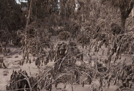 Coffee plants, covered in ash after the eruption of the Fuego volcano, are seen in El Rodeo, Guatemala June 5, 2018. REUTERS/Jose Cabezas/Files