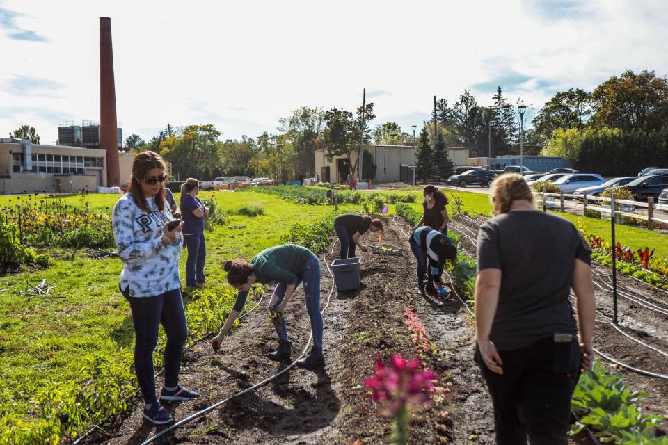 Volunteers from United Wholesale Mortgage work to winterize the plant beds at The Farm at Saint Joseph Mercy Health System in Pontiac on Oct. 19, 2021. St. Joseph Mercy Health System came up with the idea for The Farm when it was looking for new and innovative ways to improve health and wellness in the community and saw a solution by improving access to fresh food, nutrition education, and therapy. There are two locations at St Joe's Ann Arbor and St Joe's Oakland.