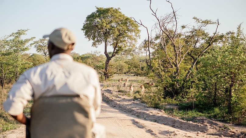 Cheetah Plains