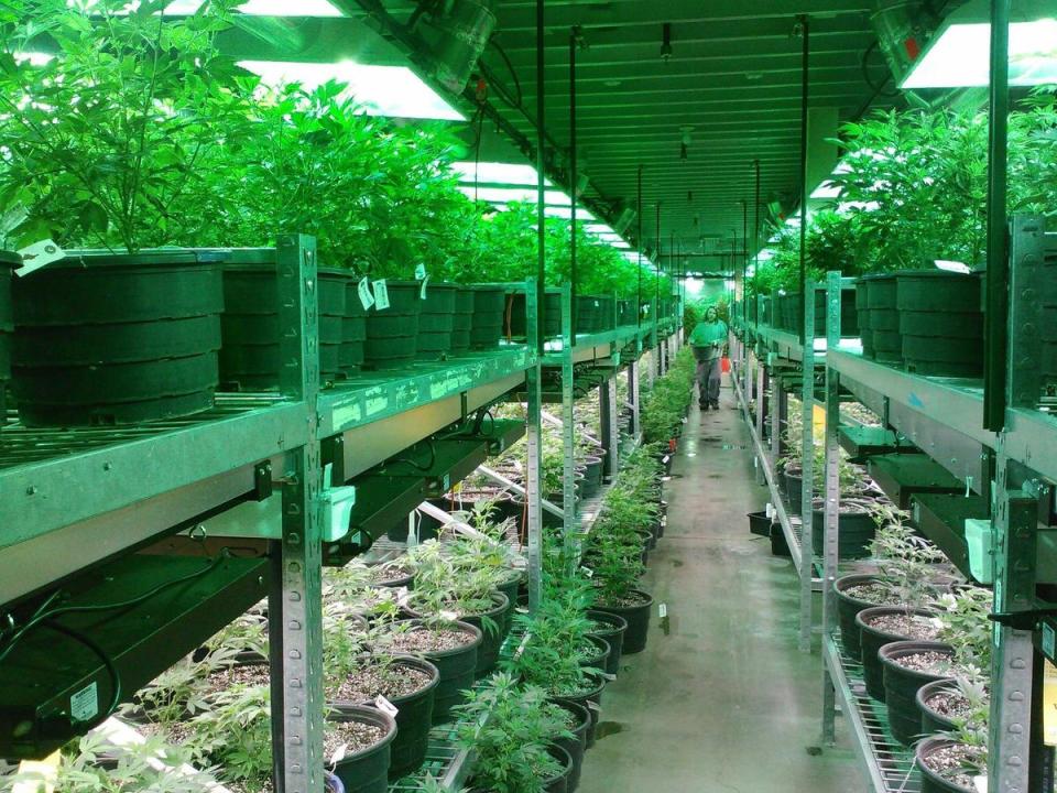 在歐美國家相當專業的大麻種植場。（示意圖，翻攝Pixabay）