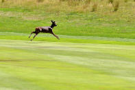 <p>Ein wildes Reh läuft ängstlich über einen Golfplatz im schottischen Örtchen Auchterarder. Das wilde Tier wurde durch fliegende Bälle aufgescheucht – zurzeit findet dort eine Golf-Meisterschaft statt. (Bild: Mark Runnacles/Getty Images) </p>