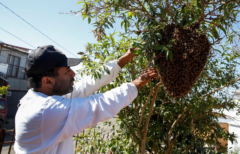 Orfebre rescata improvisadas colmenas de abejas en turística ciudad chilena de Viña del Mar