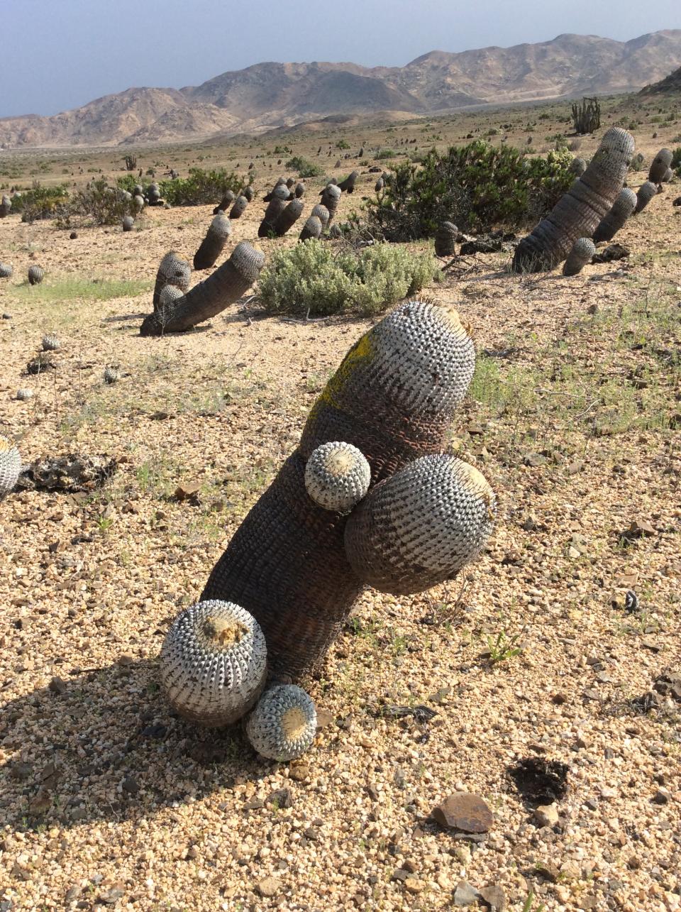 Close up of Copiapoa cacti growing across the Atacama coastal desert in Chile.